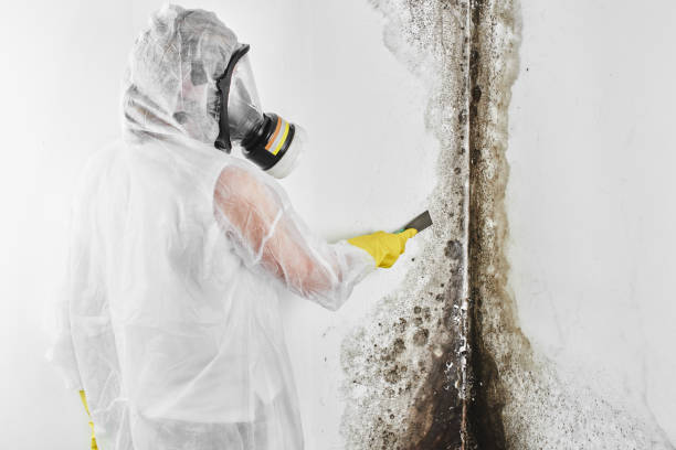 Best Certified Mold Removal  in USA